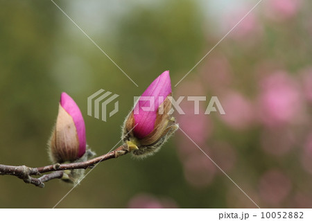 紫木蓮のつぼみ 10052882