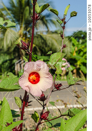 The roselle (Hibiscus sabdariffa) 10053078