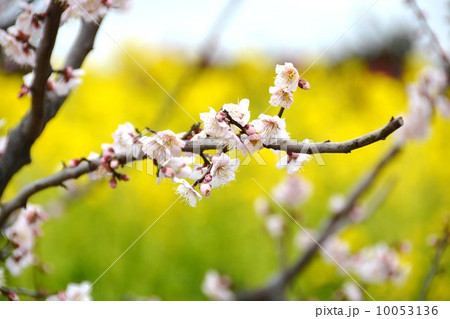 白梅 白梅 10053136