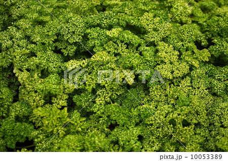 パセリ　パセリ畑　野菜 10053389