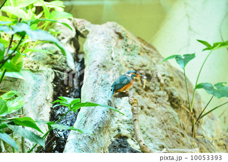 カワセミ 10053393