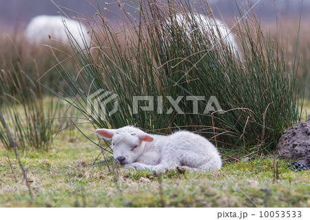 Little lamb 10053533