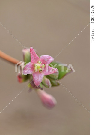 ウグイスカグラ(鶯神楽) ウグイスカグラ(鶯神楽) 10053726