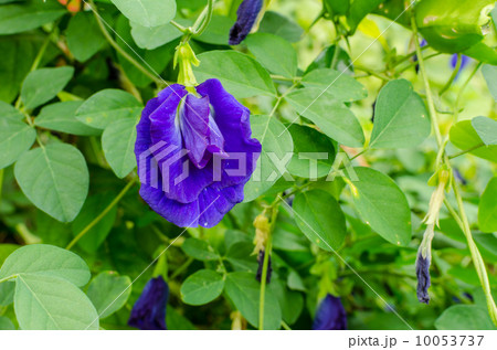 Butterfly pea flower Butterfly pea flower 10053737