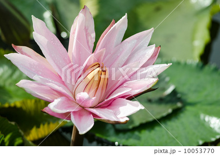 Bloom Pink lotus 10053770