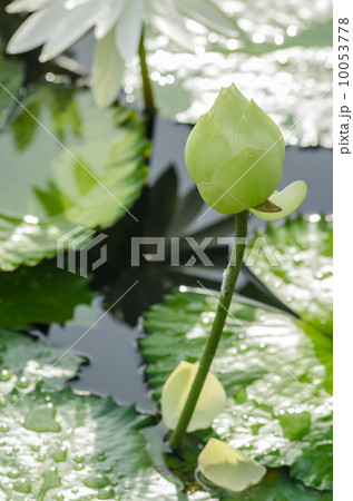 Lotus flower-sacred 10053778