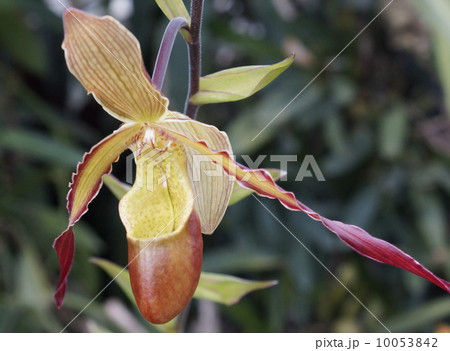 パフィオペディラム 10053842