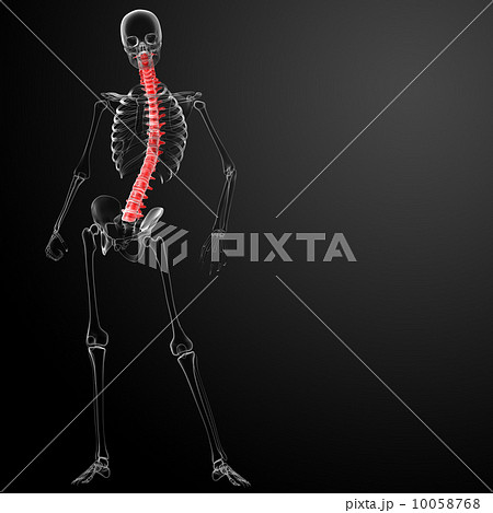 3d render Human Spine Anatomy - front view 3d render Human Spine Anatomy - front view 10058768