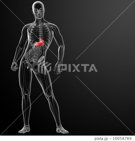 Human digestive system stomach - front view 10058769