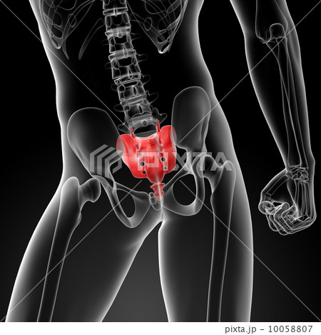 3d render illustration sacrum bone - back view 10058807