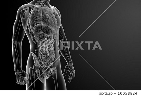3d render human anatomy 3d render human anatomy 10058824