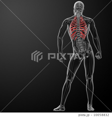 3d render illustration of the rib cage - back view 10058832