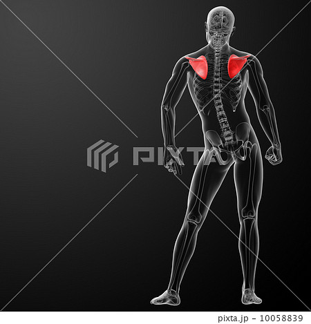 3d render illustration scapula bone - back view 3d render illustration scapula bone - back view 10058839