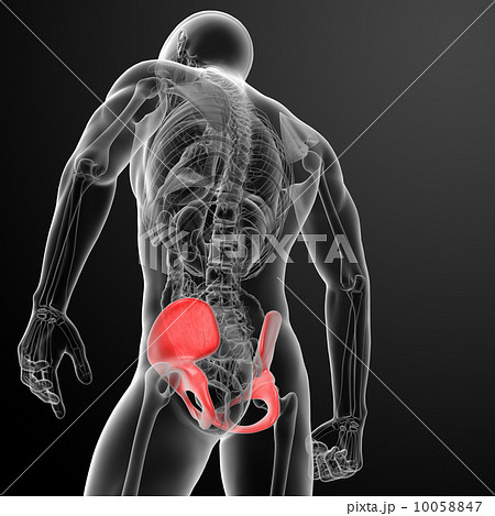 3d render pelvis under the X-rays - back view 10058847