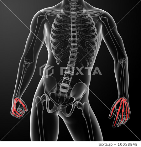 3d render skeletal hand - front view 10058848