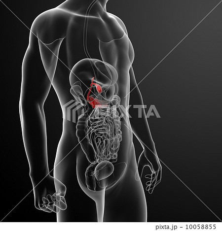 3d render gallblader and pancrease - side view 10058855