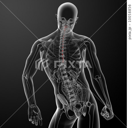 3d rendered illustration of the esophagus - back view 10058856