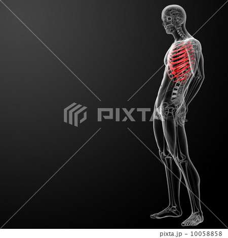 3d render illustration of the rib cage - side view 10058858
