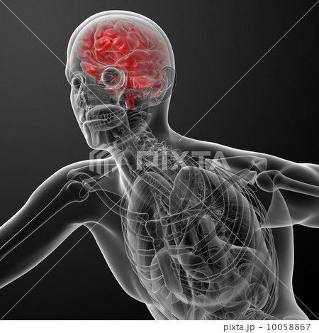 3d render human brain X ray - side viewのイラスト素材 [10058867] - PIXTA