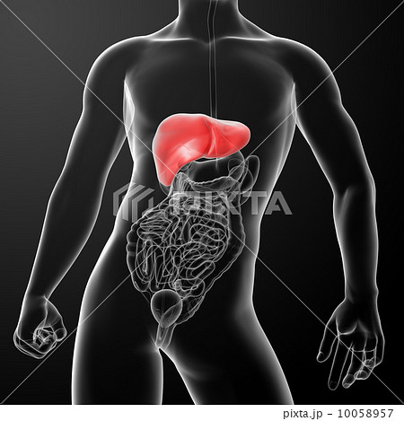 3d rendered illustration of the liver - front view 3d rendered illustration of the liver - front view 10058957