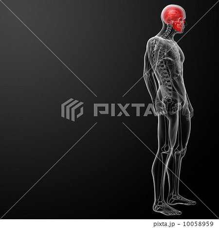 3d render human skull anatomy 10058959