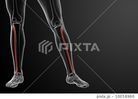 3d rendered illustration - fibular - front view 10058960