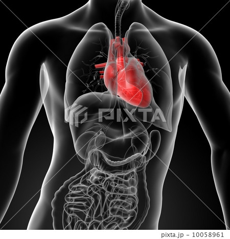 3d render human heart anatomy - front view 10058961