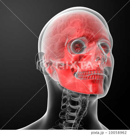 3d render human skull anatomy 10058962