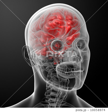 Human brain X ray - close-up 10058974
