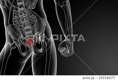 3d render bladder anatomy - back view 10058975