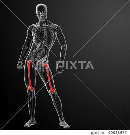 3d rendered illustration - femur bone - front view 10058976