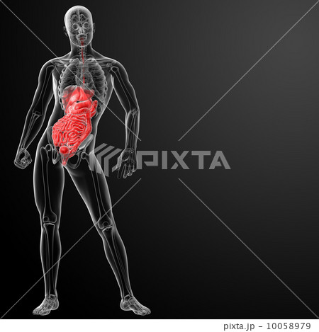 Human digestive system - front view 10058979