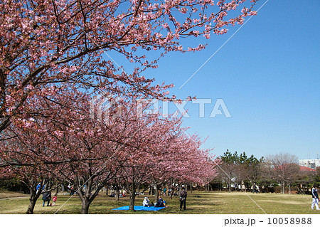 河津桜 河津桜 10058988