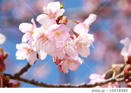 河津桜 10058989