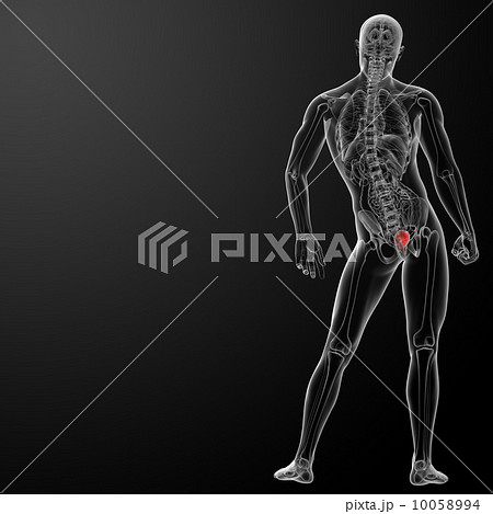 3d render bladder anatomy - back view 3d render bladder anatomy - back view 10058994