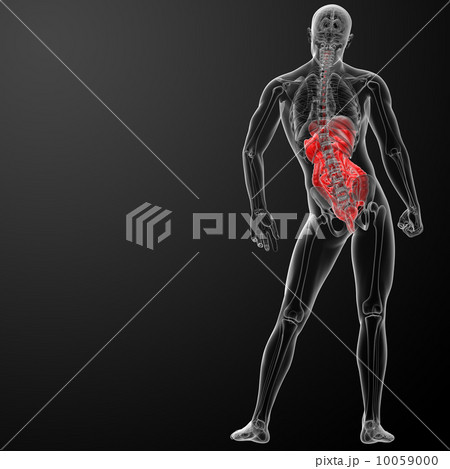 3d render human digestive system - back view 10059000