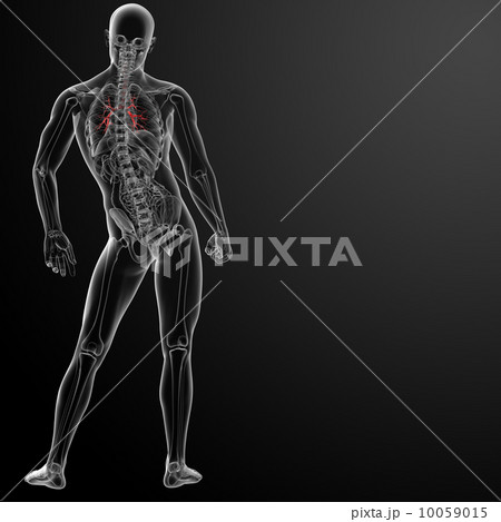 3d render lungs with visible bronchi - back view 10059015