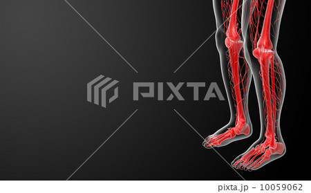3d render lymphatic system - leg side view 10059062