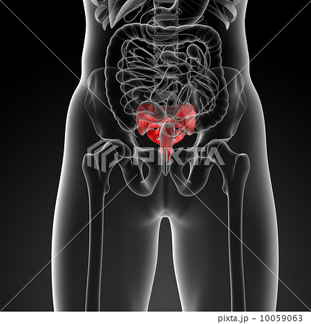 3d render illustration sacrum bone - front view 10059063