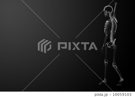 3d render Skeleton X-rays - side view 3d render Skeleton X-rays - side view 10059103