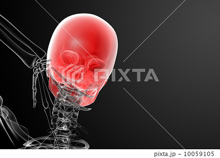 3d render skull X-rays - back view 10059105