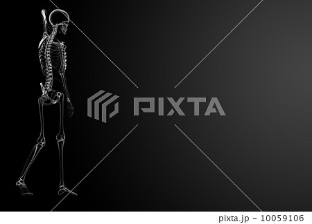 3d render Skeleton X-rays - side view 10059106