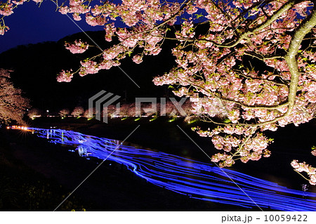 夜桜流れ星 10059422