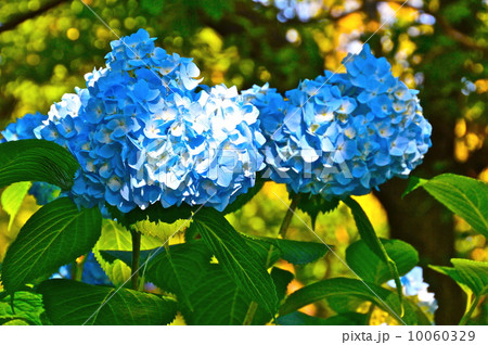 水色のアジサイ（向島百花園／東京都墨田区） 10060329