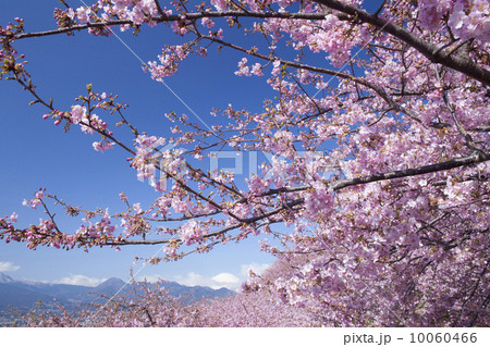 河津桜と富士山 河津桜と富士山 10060466