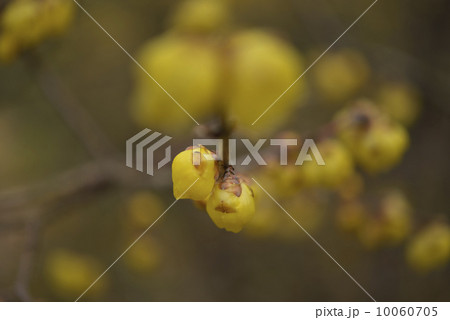 蝋梅 蝋梅 10060705