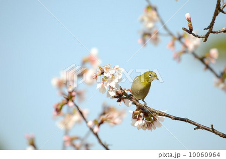 桜とメジロ 10060964