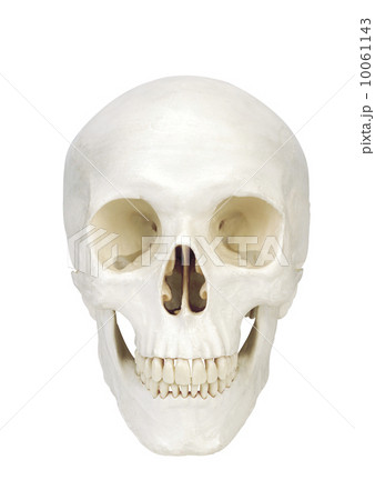 human scull isolated on white background human scull isolated on white background 10061143