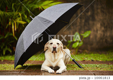 Dog in rain 10061813