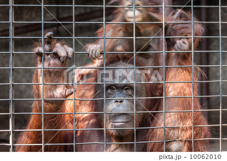 Orangutan with her baby 10062010
